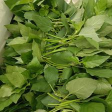 清远清新区血通菜 质优价廉的新鲜蔬菜批发之选